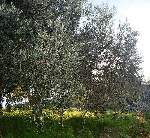 La Campagna di Zambrone - The Zambrone Countryside