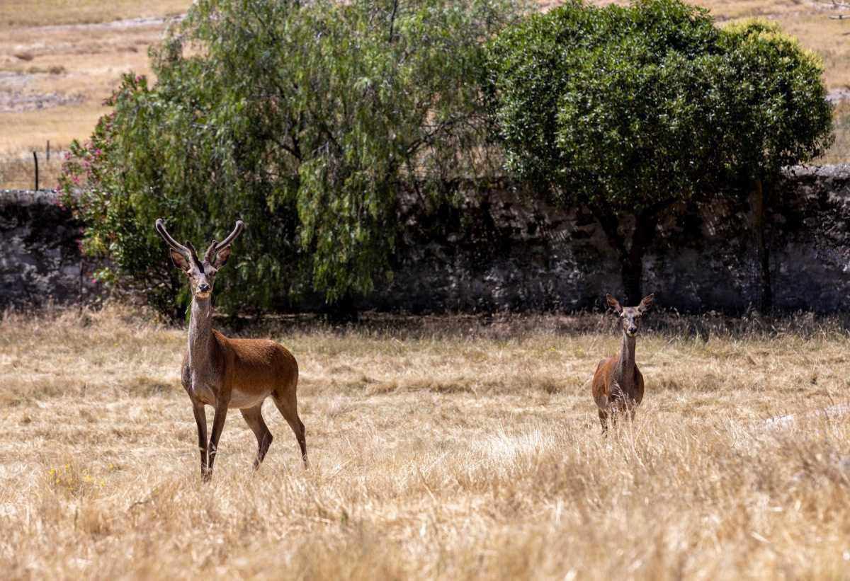 Quinta da Sagrada Família