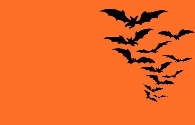 Découverte des chauves-souris