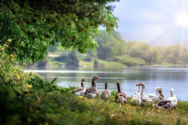 Découverte des oiseaux d'eau