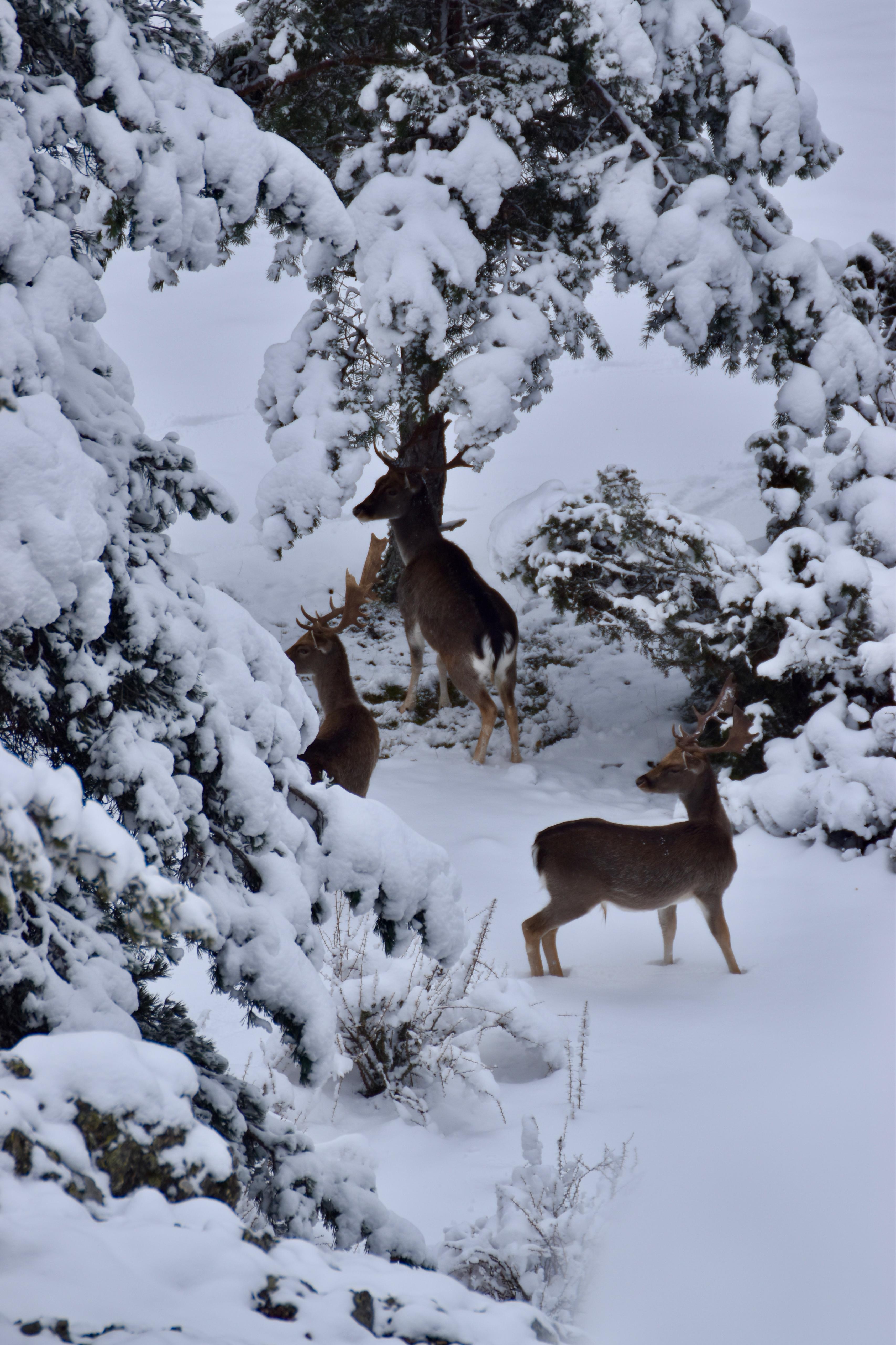 GAMOS NIEVE