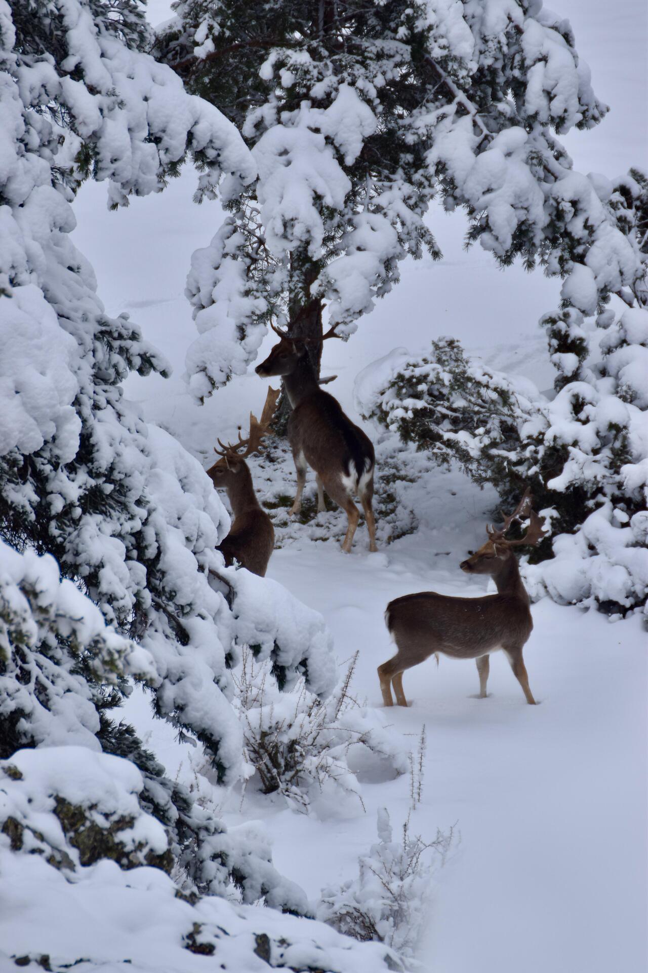 GAMOS NIEVE