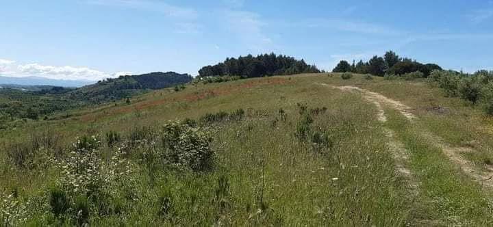 Kodra e Vederrikut Kodra e Vederrikut