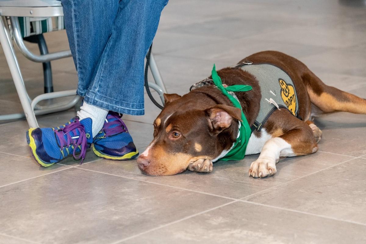 Peoria Humane Society