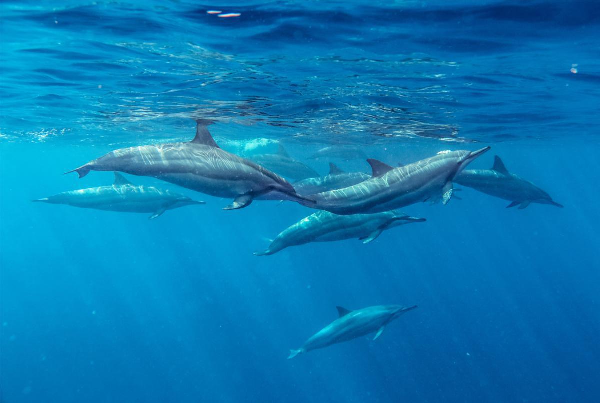 KAYAKING WITH DOLPHINS