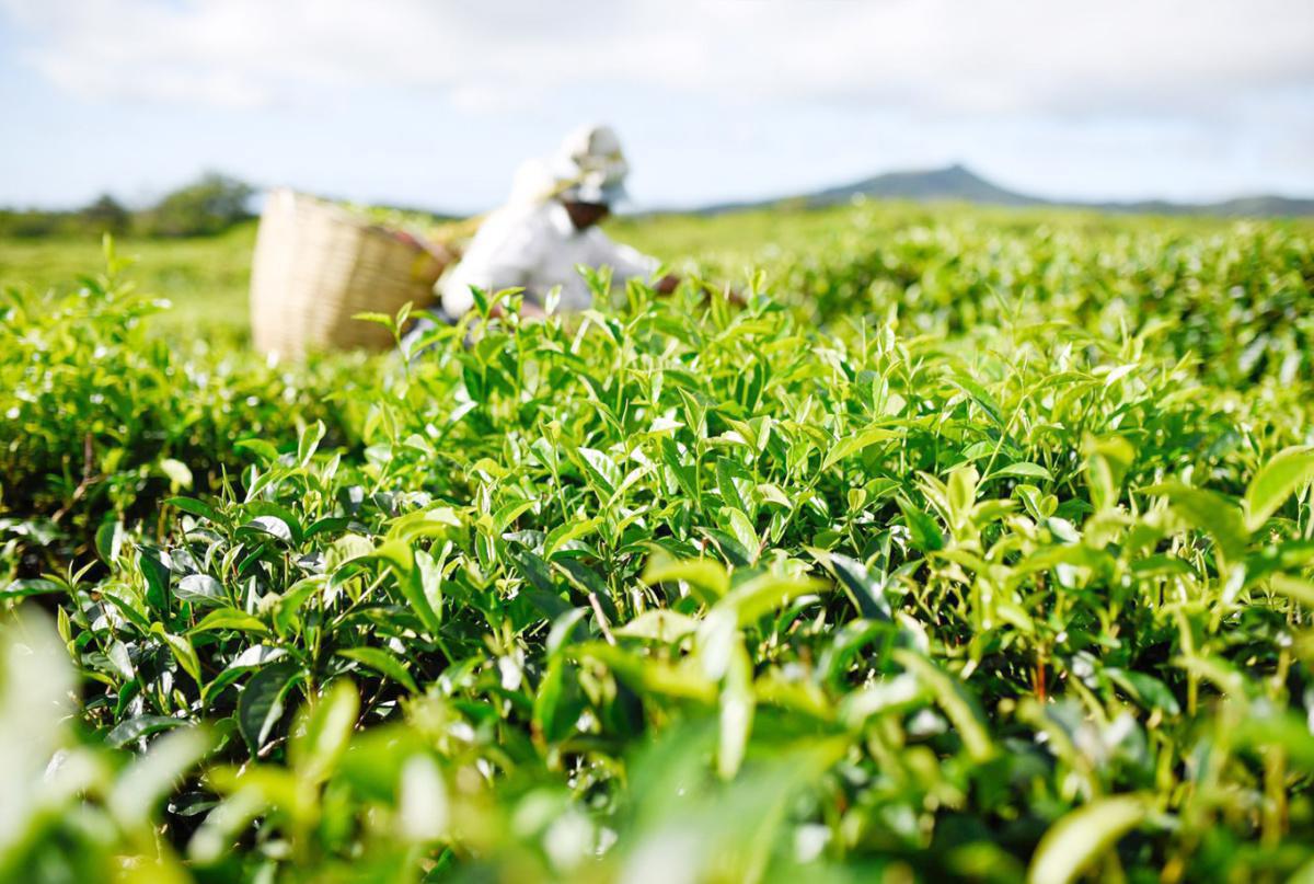 SERENI-TEA SERENI-TEA