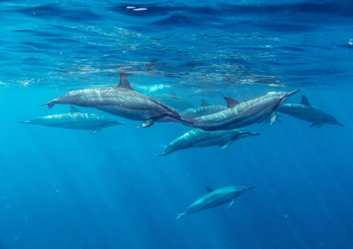 DAY AT SEA ON SHARING BASIS - WEST COAST - 30th July 2026