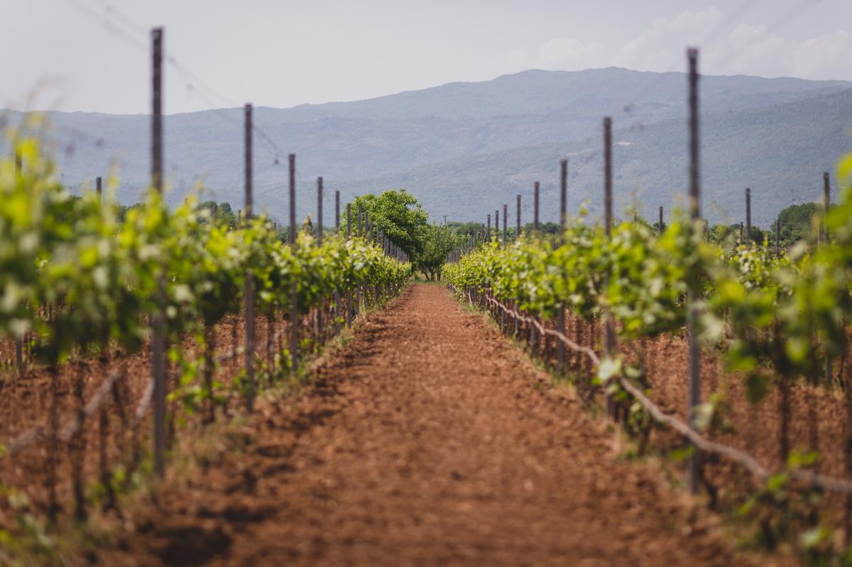 Brajovic Winery Brajovic Winery