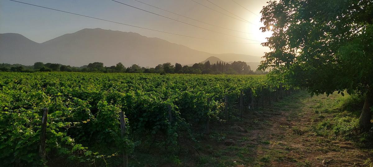 Brajovic Winery Brajovic Winery