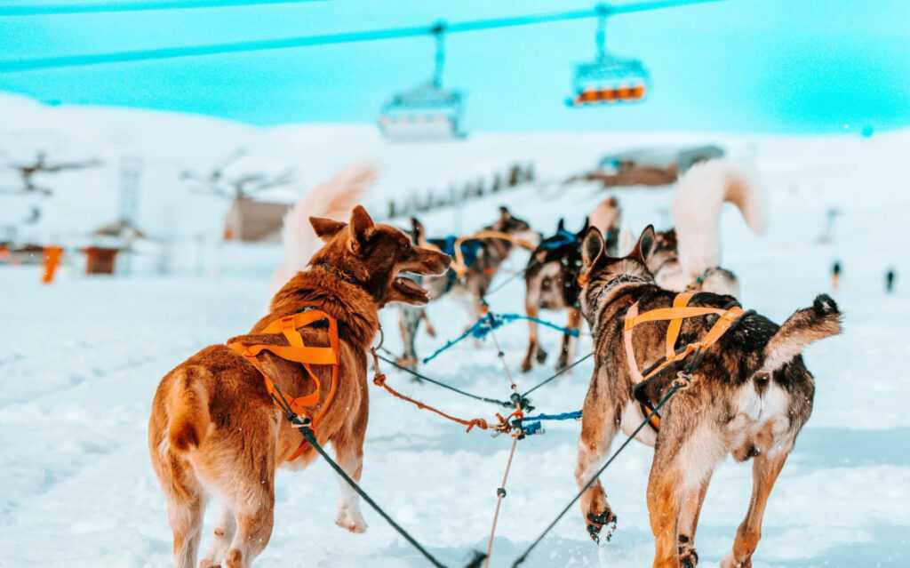 Ein magisches Abenteuer: Die 10 besten Aktivitäten beim Tomorrowland Winter 2025