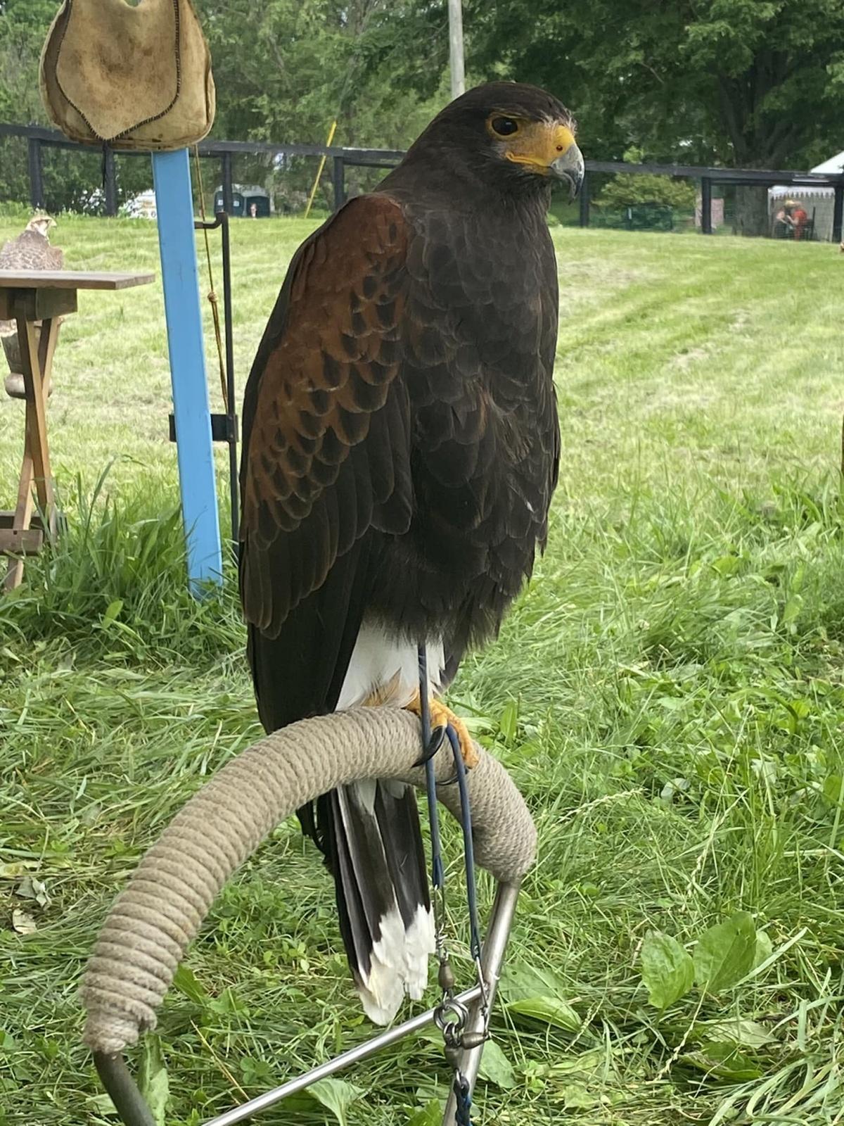 Royal Falconer's Camp