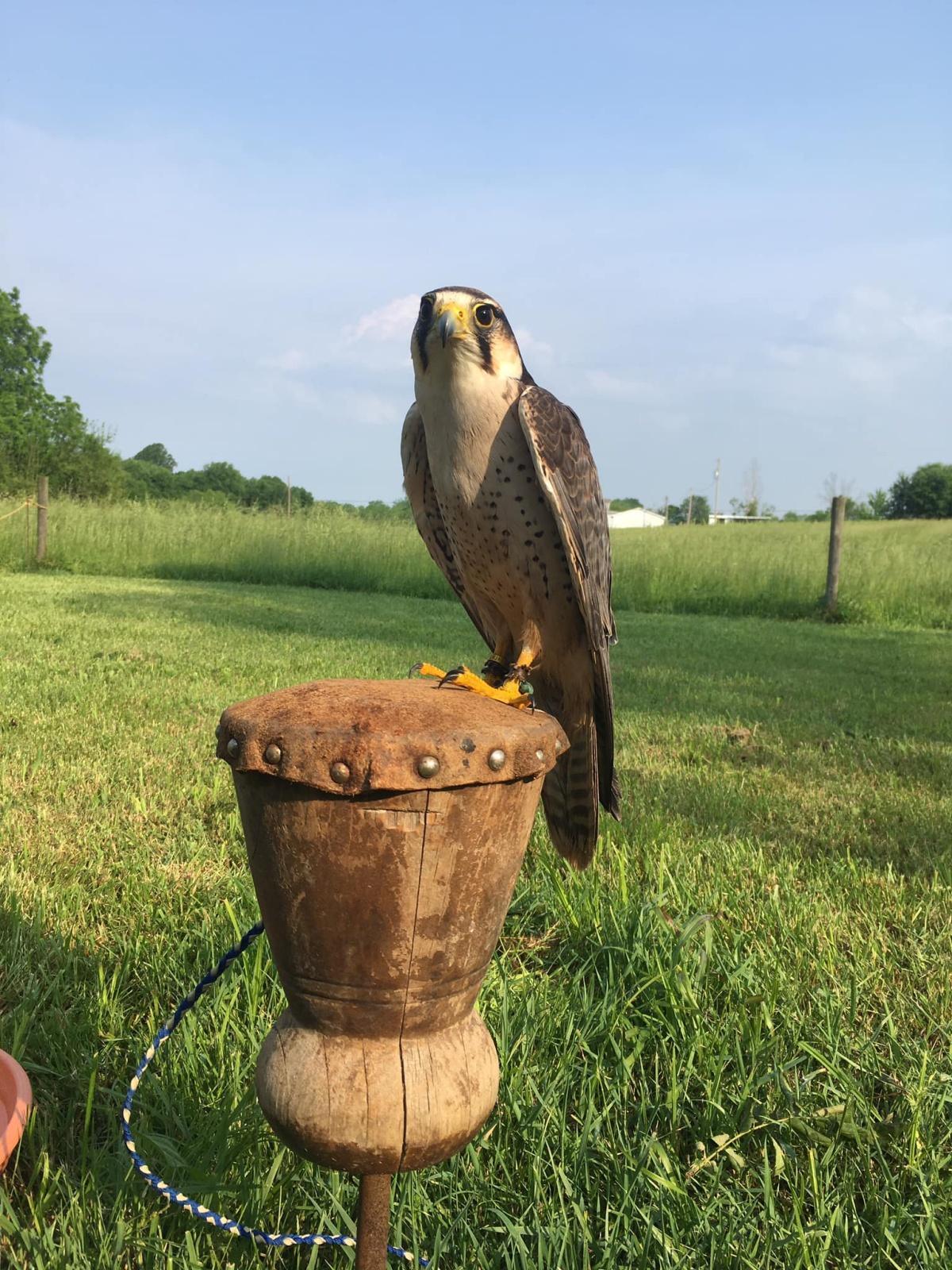 Royal Falconer's Camp