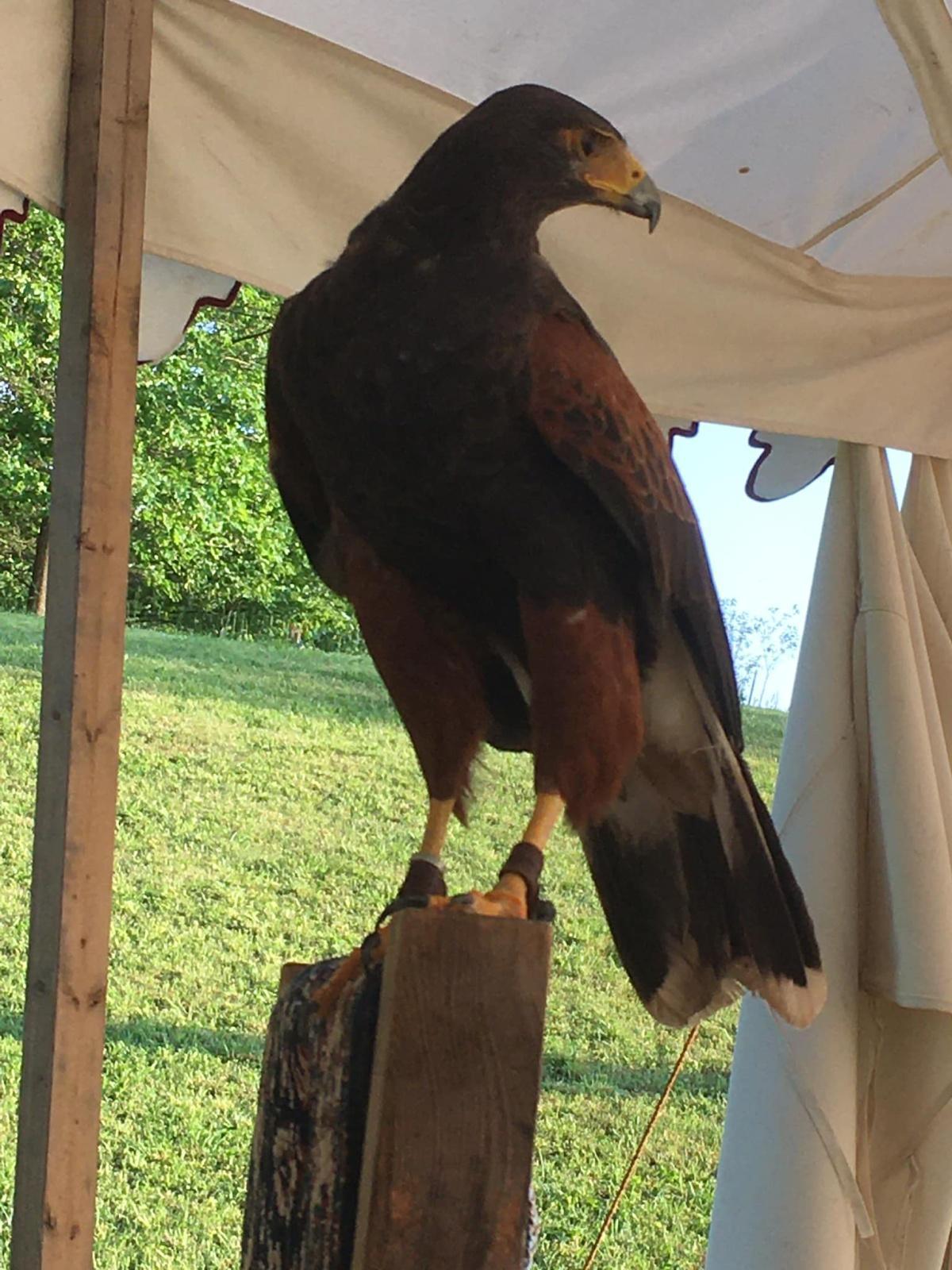 Royal Falconer's Camp