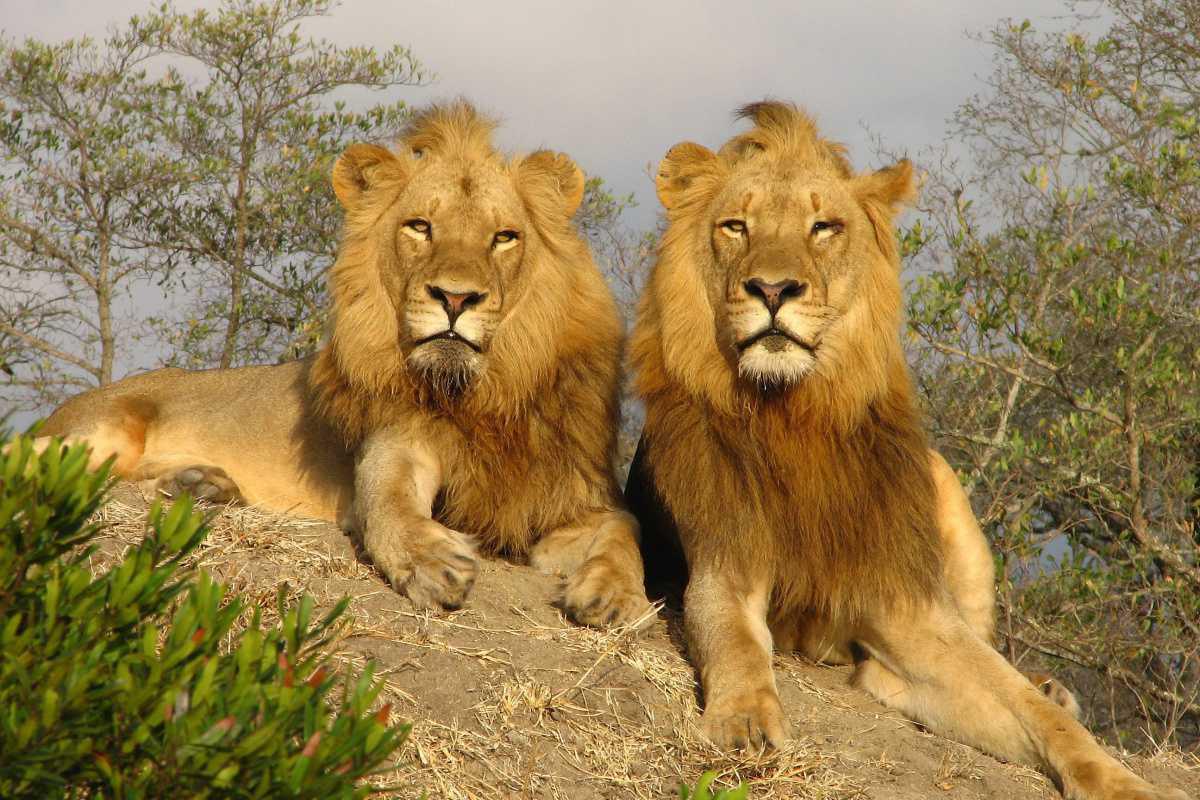 Op naar Zuid-Afrika! Op naar Zuid-Afrika!