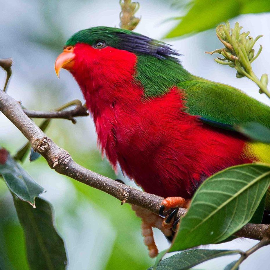 LA PERRUCHE ROUGE