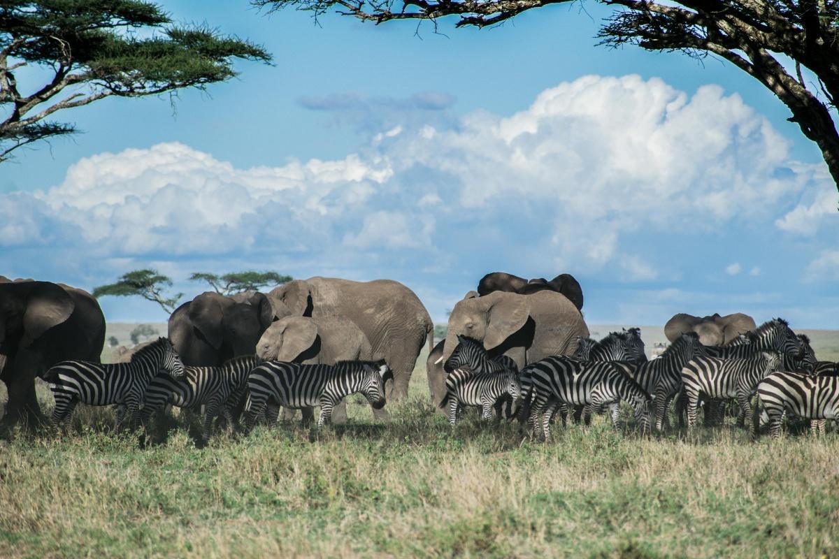 L’Afrique : Le Continent des Origines et de la Lumière Brute
