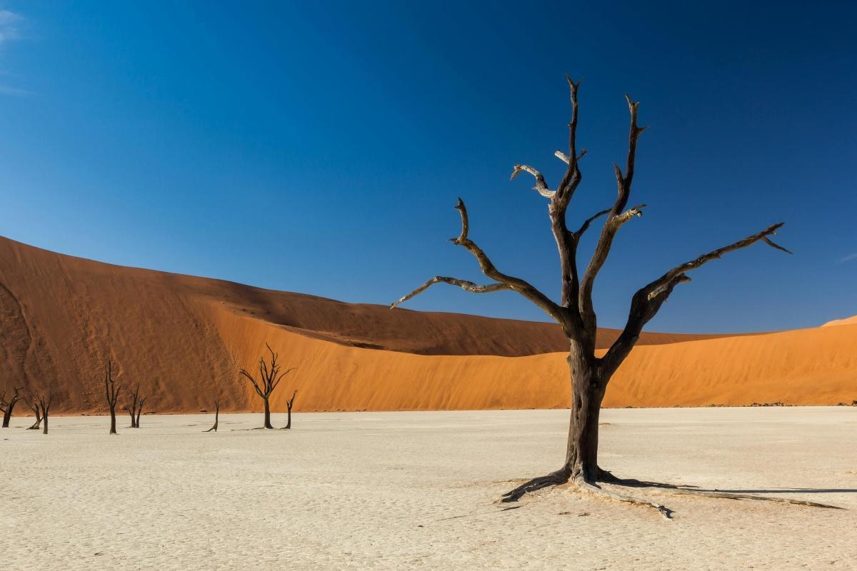 L’Afrique : Le Continent des Origines et de la Lumière Brute