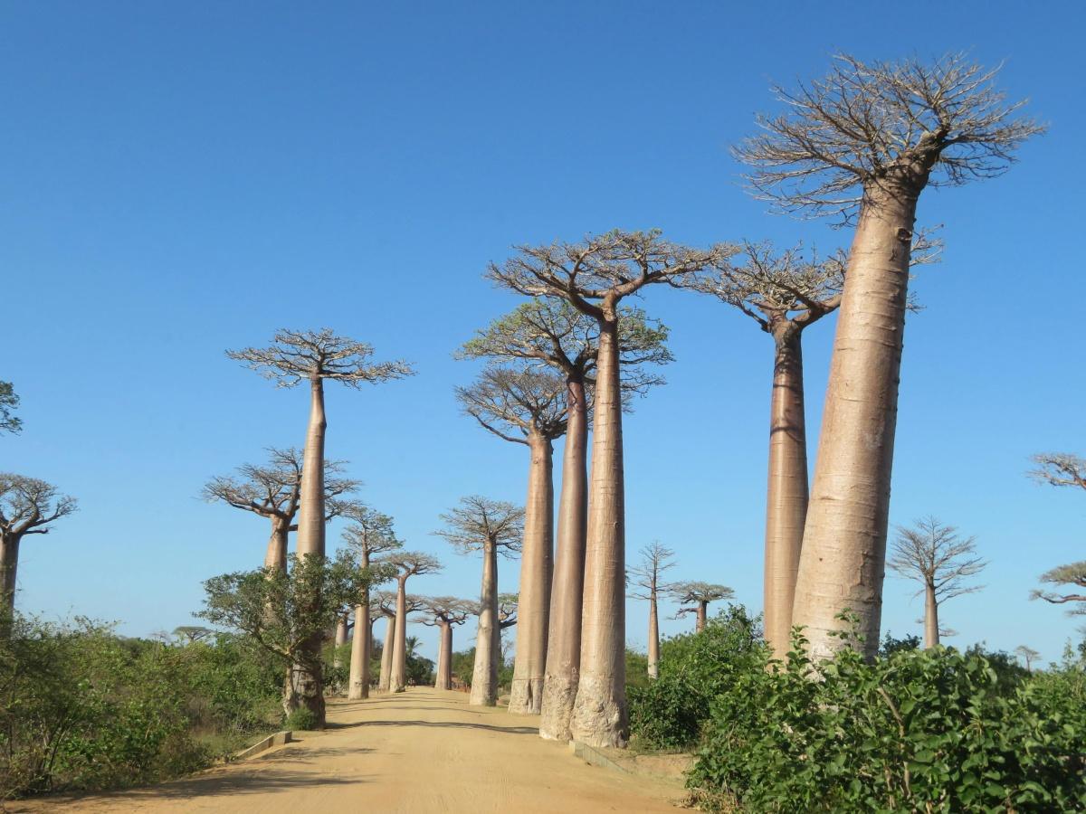 Lumières de l'Océan Indien : Le Sacre de la Nature Sauvage Lumières de l'Océan Indien : Le Sacre de la Nature Sauvage