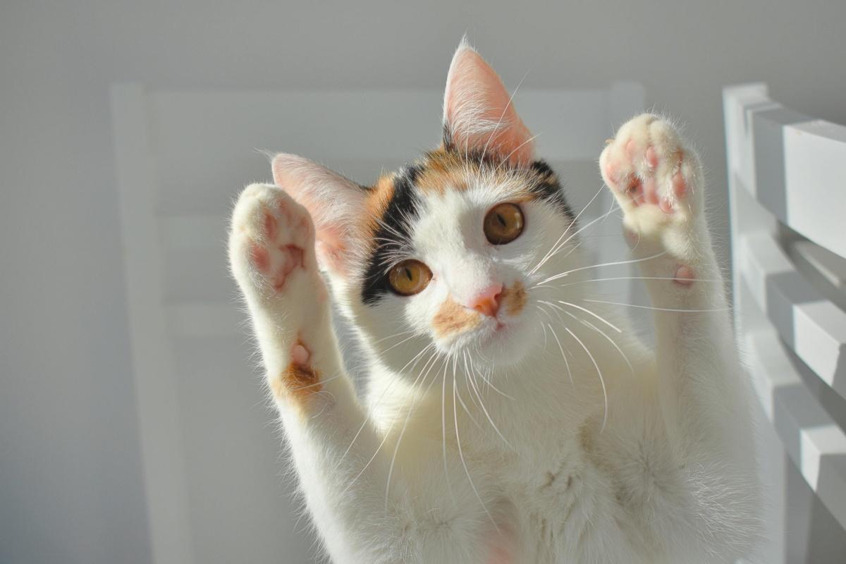 Vie de Chats : L’Âme au Bout des Griffes