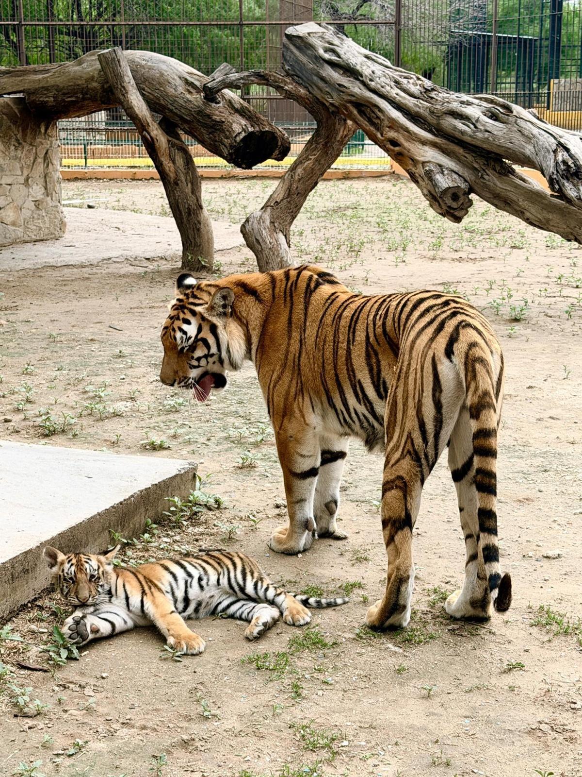 Quinta La Fauna