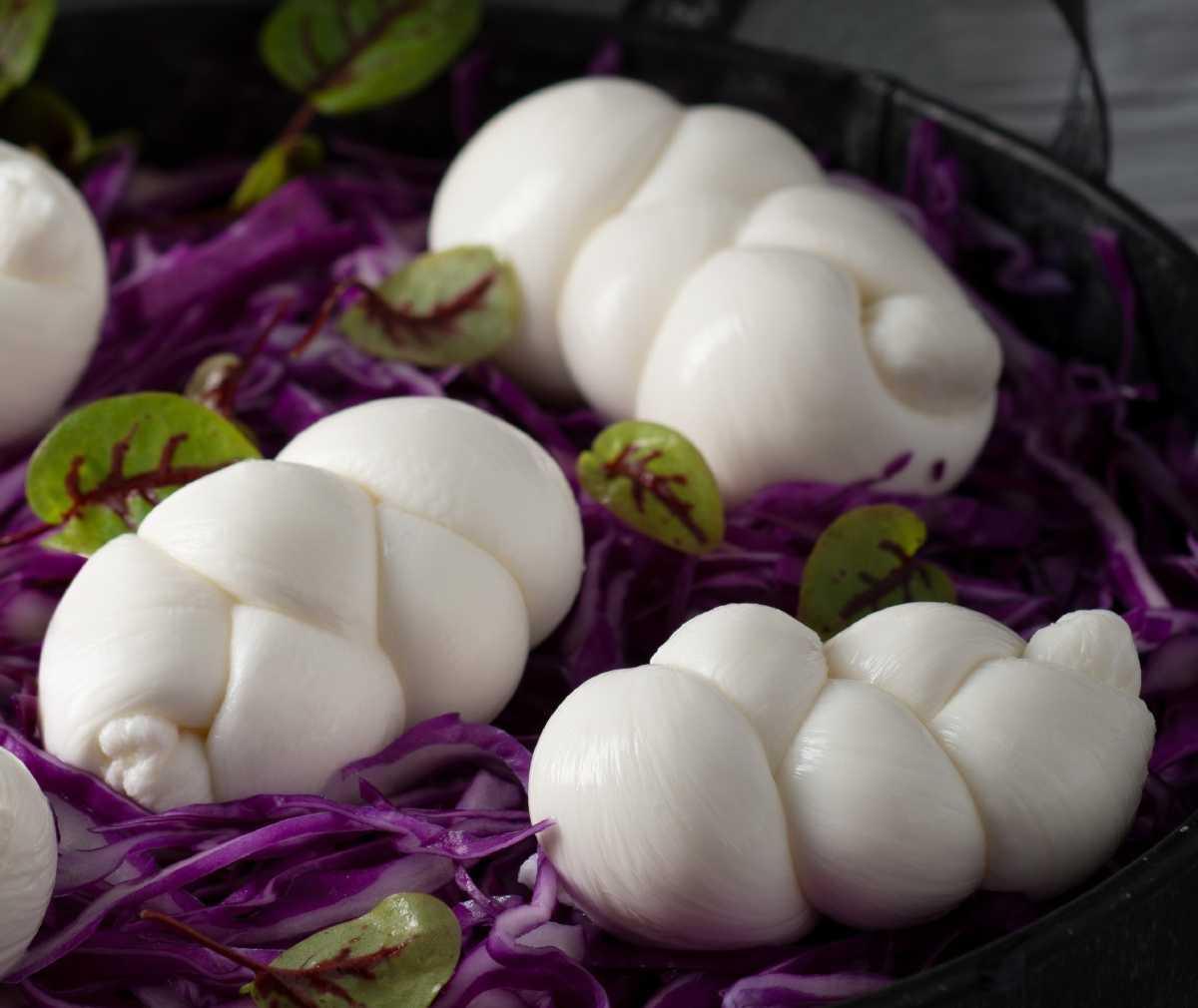 Käsetourismus mit dem Mozzarella di Gioia del Colle g.U.