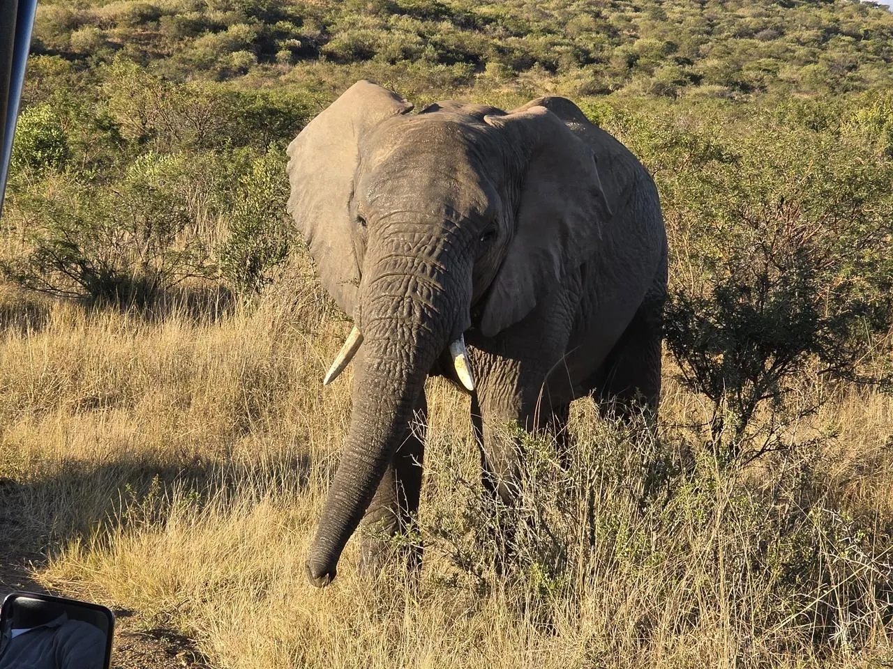 Safari in Nambiti