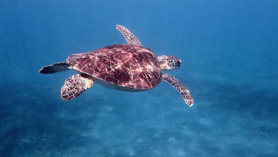 Tortue marine