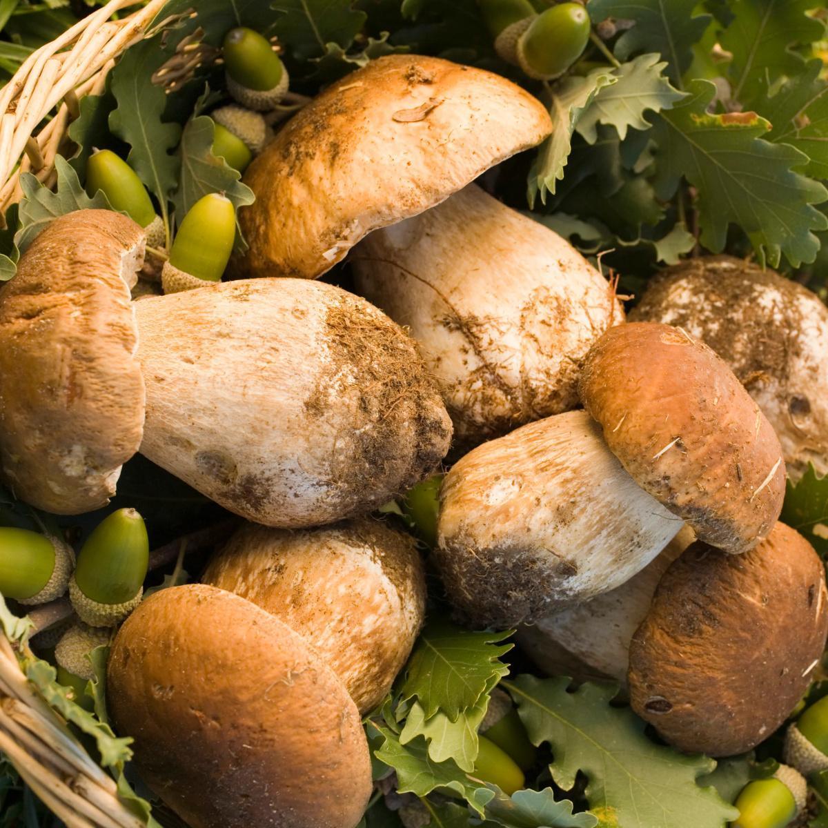 Lasagne ai Porcini e Branzi Stravecchio 8€ a vaschetta invece di 10€ circa