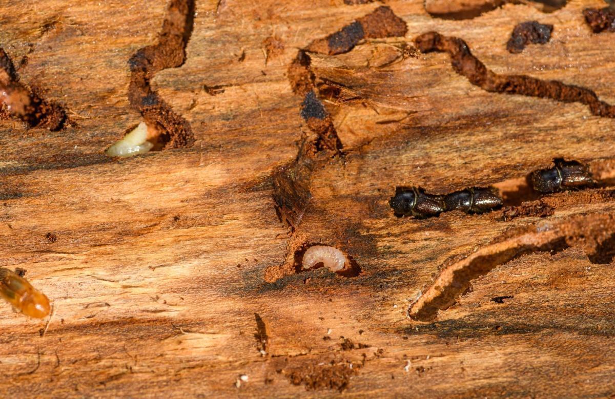 Signes d'infestation