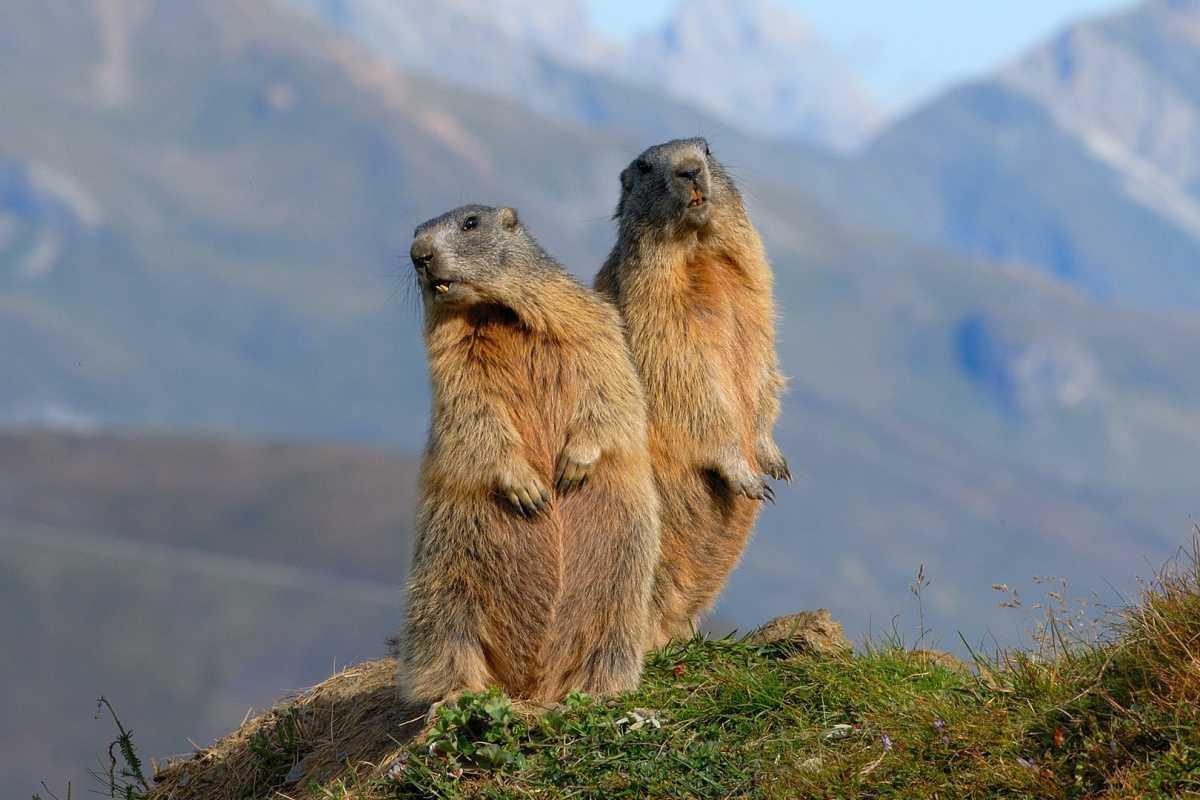 Le Marmotte del Gardeccia