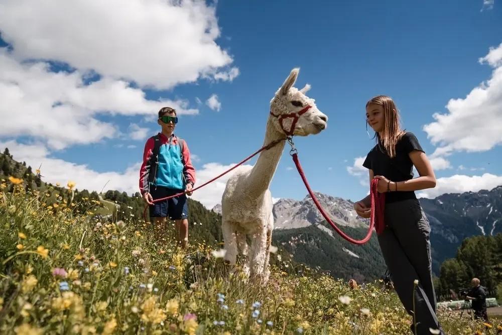 Trekking Dolo-Mitico con gli alpaca