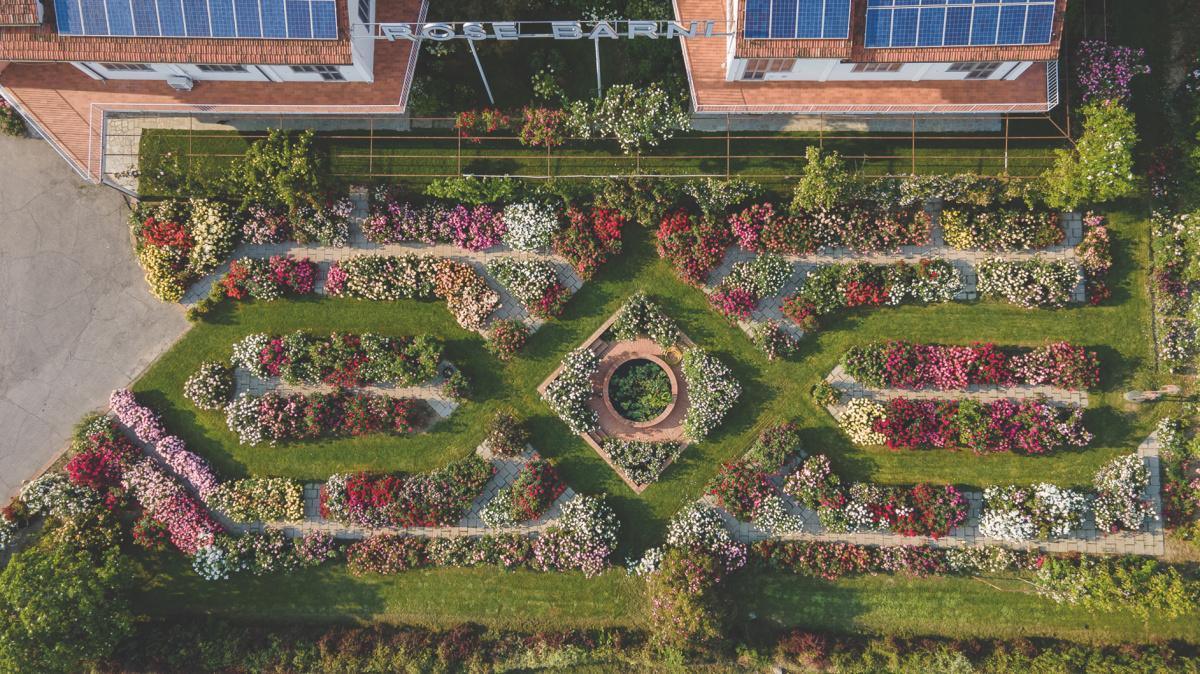 Discover the Art of Growing the Perfect Rose @ Rose Barni