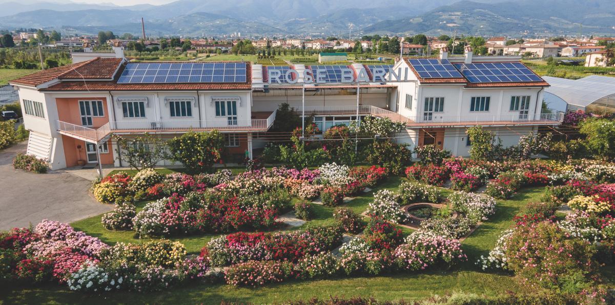 Discover the Art of Growing the Perfect Rose @ Rose Barni