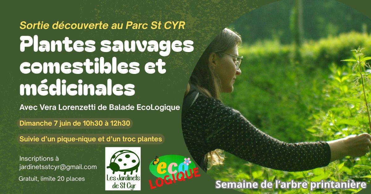 Balade plantes sauvages et comestibles au Parc St Cyr