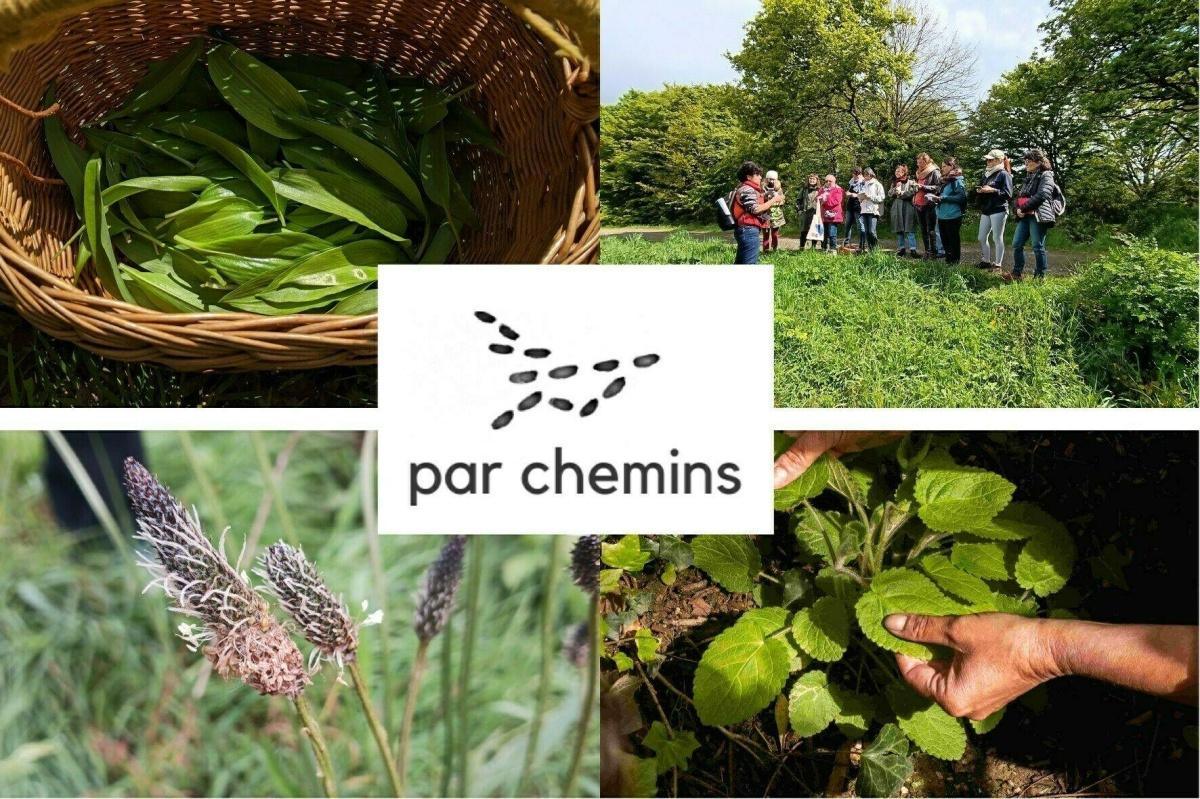Balade-découverte des plantes sauvages comestibles aux Prairies Saint-Martin à Rennes Balade-découverte des plantes sauvages comestibles aux Prairies Saint-Martin à Rennes