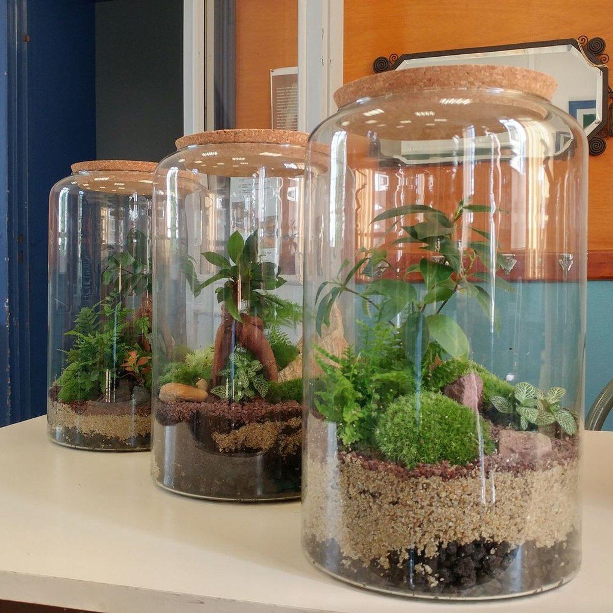 Réalisez un terrarium à Rennes Réalisez un terrarium à Rennes