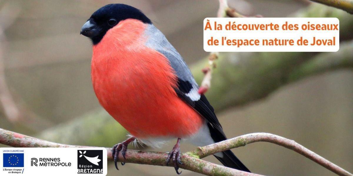 À la découverte des oiseaux de l'espace naturel de Joval à Acigné À la découverte des oiseaux de l'espace naturel de Joval à Acigné
