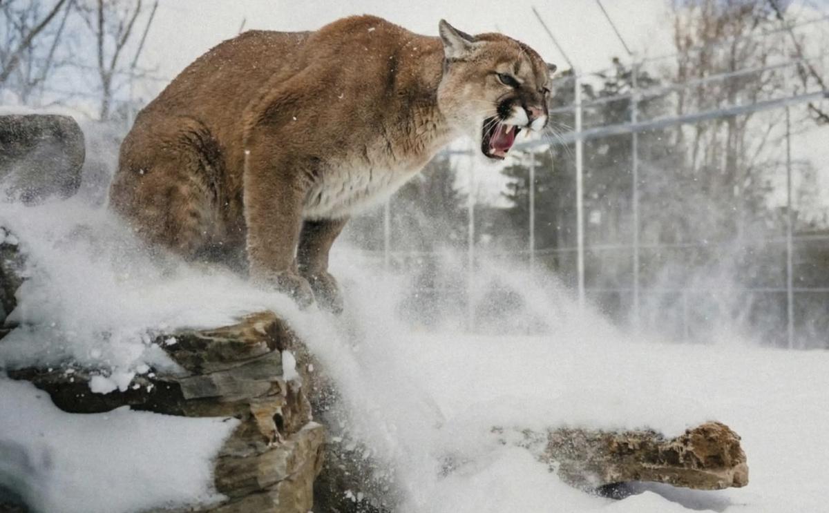 Une journée au Parc Safari de Hemmingford, à moins d'une heure de Montréal Une journée au Parc Safari de Hemmingford, à moins d'une heure de Montréal
