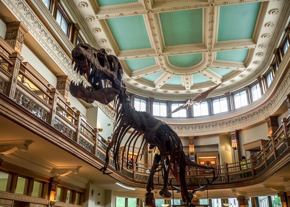 Visiter le Musée Redpath : sciences naturelles et antiquités à l'Université McGill Visiter le Musée Redpath : sciences naturelles et antiquités à l'Université McGill