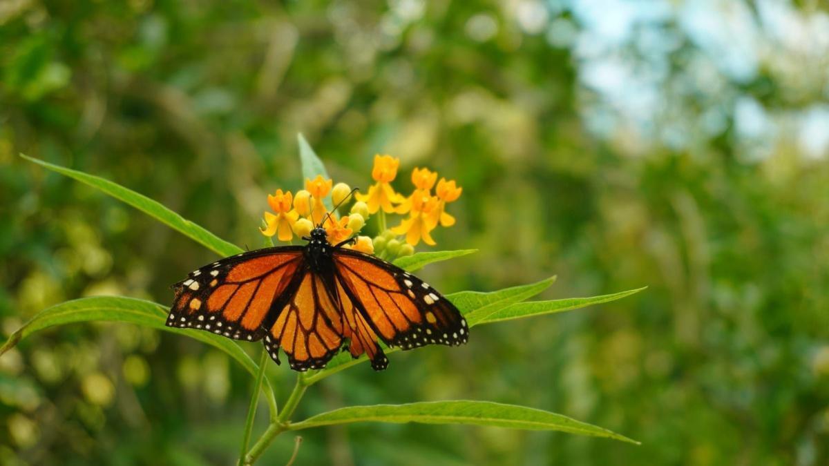 Fête de la biodiversité au Bois-de-l'Île-Bizard