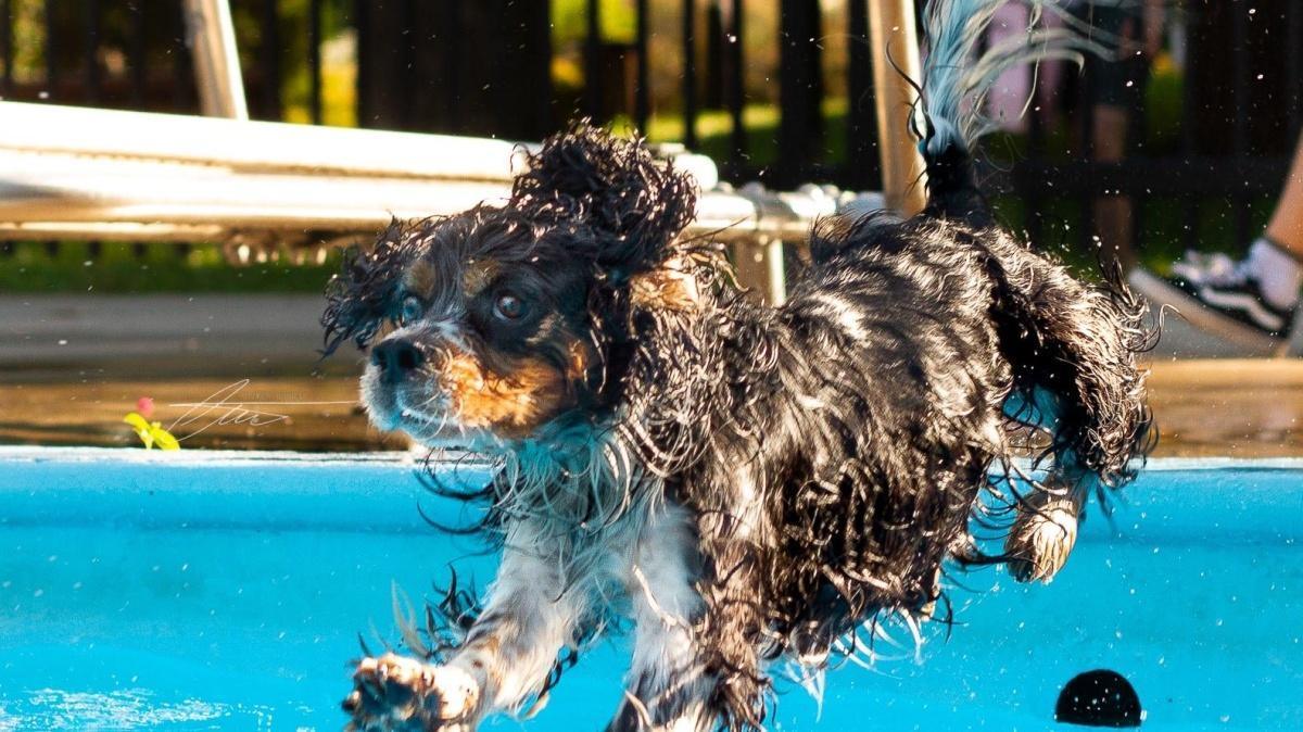 Mouille tes pattes à la piscine Laurier Mouille tes pattes à la piscine Laurier