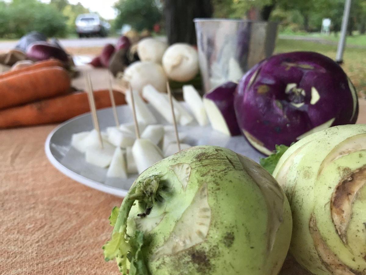 Les légumes racines à la ferme écologique du Cap-Saint-Jacques Les légumes racines à la ferme écologique du Cap-Saint-Jacques