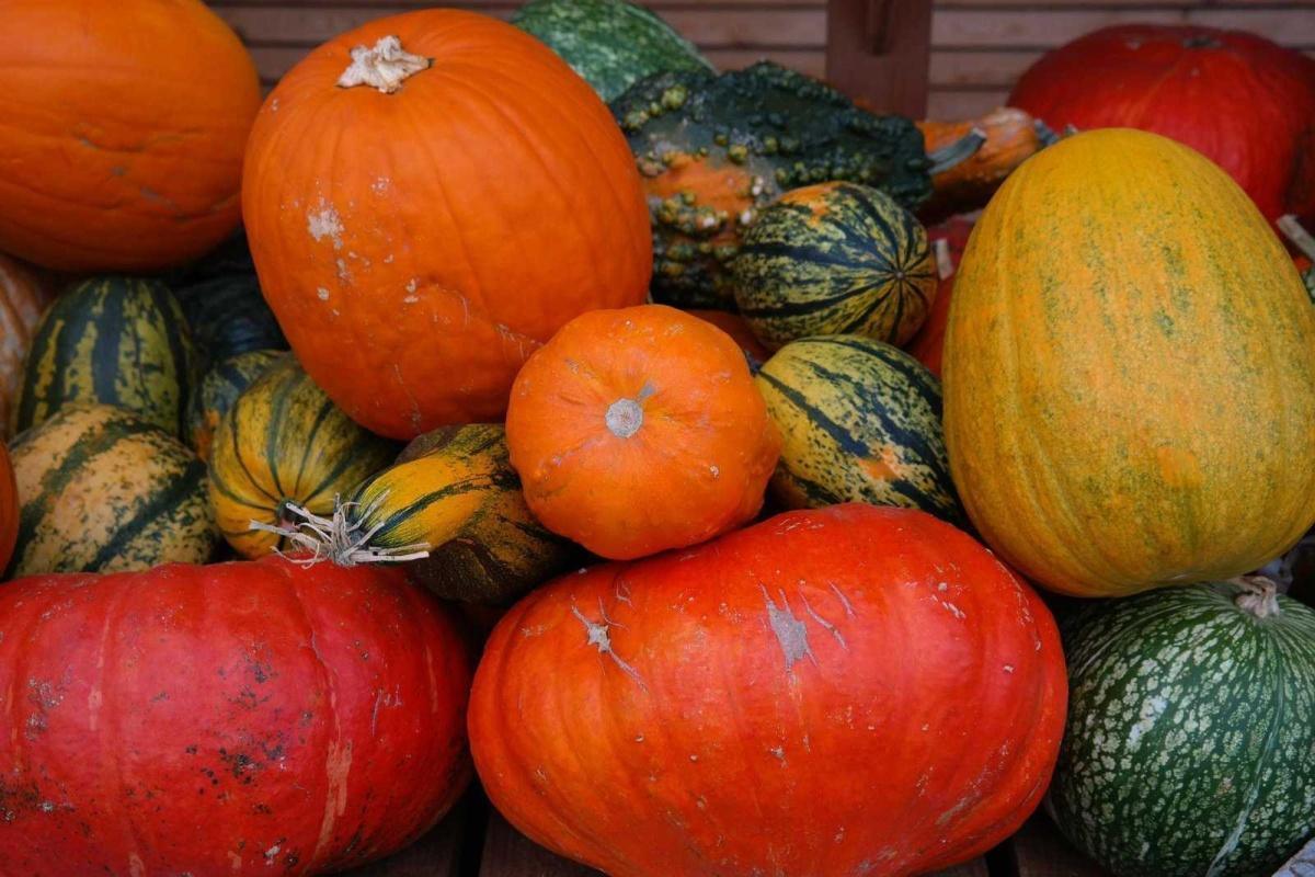 Les courges à la ferme écologique du Cap-Saint-Jacques Les courges à la ferme écologique du Cap-Saint-Jacques