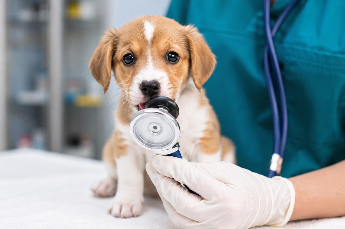 Ambulatorio Veterinario Dott. Salvatore Marino