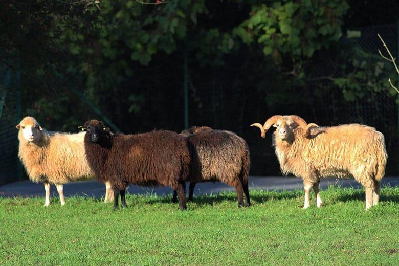Granjas con visitas guiadas en Asturias: queso Cabrales, razas autóctonas y agroturismo familiar