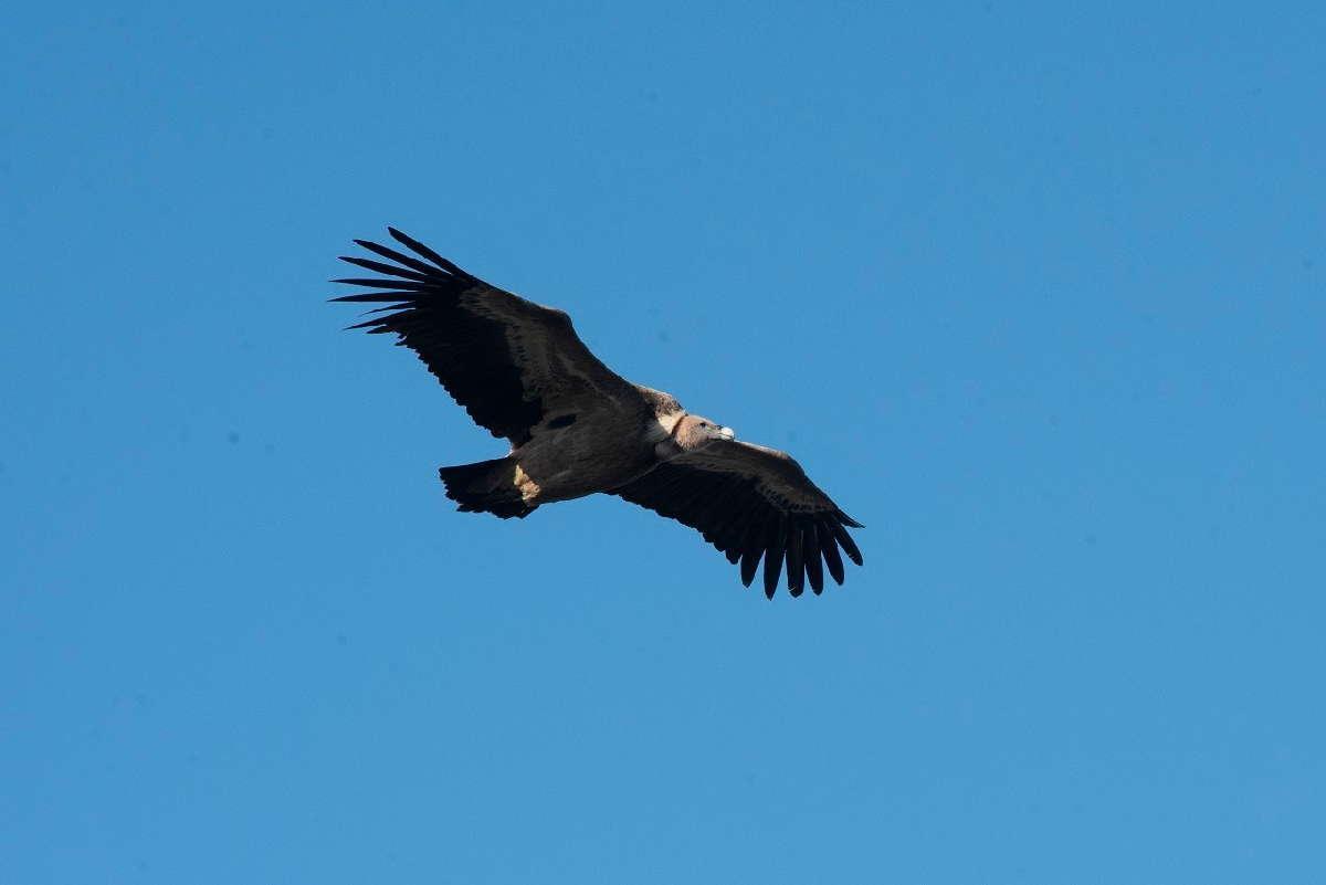 Parque Nacional de Monfragüe: Reserva de la Biosfera y paraíso de aves