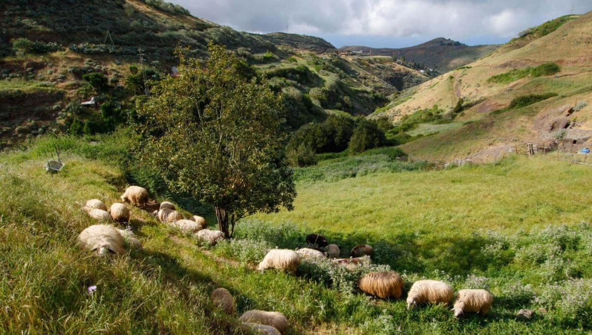 Guía de naturaleza en Canarias: parques nacionales, senderos y biodiversidad