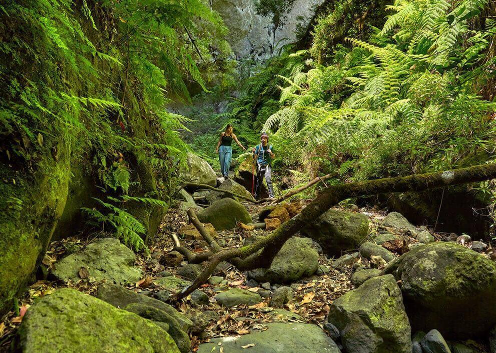 Guía de naturaleza en Canarias: parques nacionales, senderos y biodiversidad