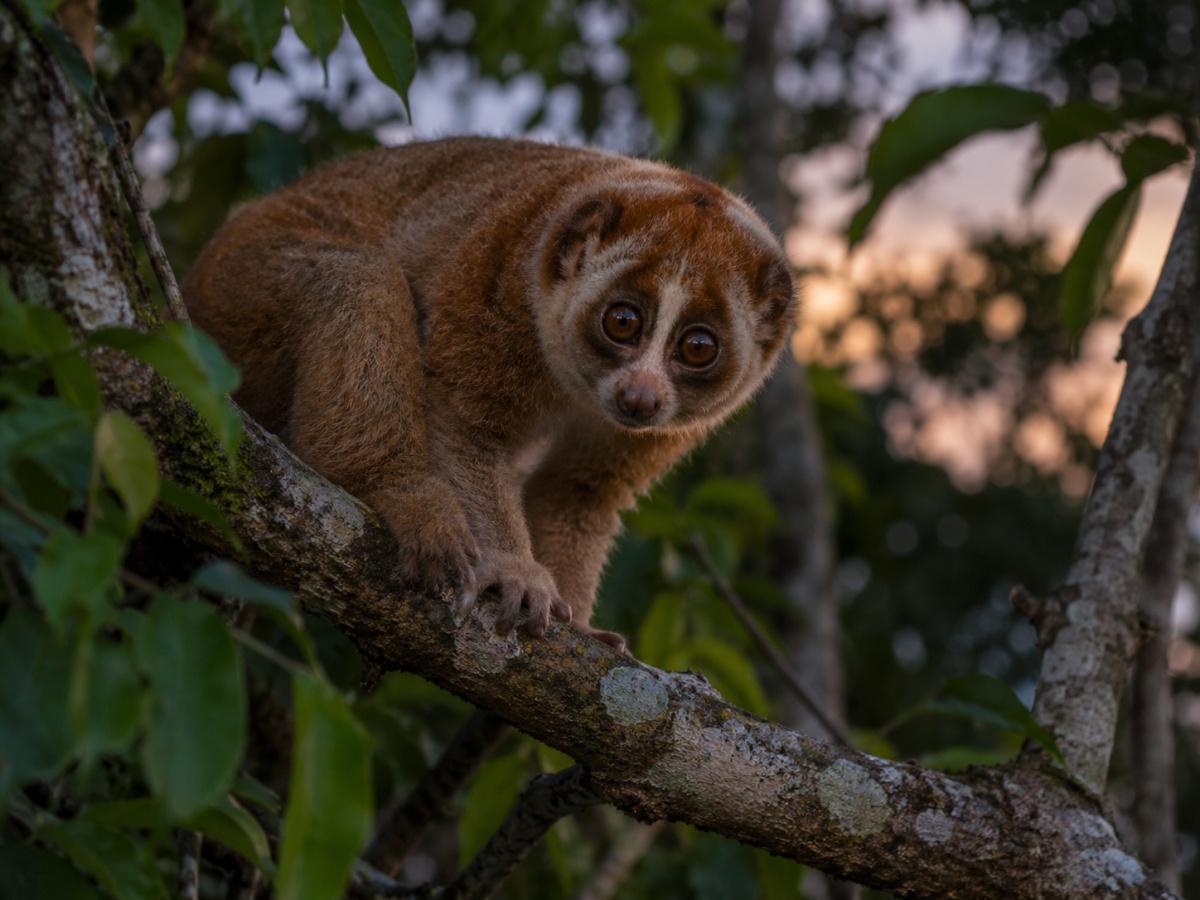 Scientists Confirm Rare Slow Loris Still Lives in Indonesia
