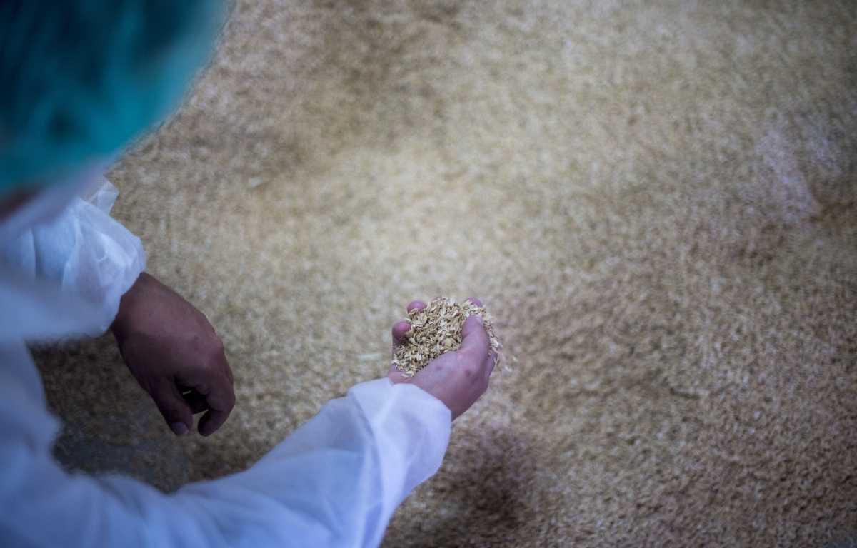 DEL CAMPO A LA LÍNEA DE PRODUCCIÓN: SEAT ARONA, PRIMER COCHE QUE INCORPORA PIEZAS HECHAS CON CÁSCARA DE ARROZ DEL CAMPO A LA LÍNEA DE PRODUCCIÓN: SEAT ARONA, PRIMER COCHE QUE INCORPORA PIEZAS HECHAS CON CÁSCARA DE ARROZ